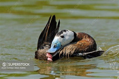The lake duck is a partially migratory species. It lives in bodies of freshwater with large amounts of vegetation, such as wetlands and lakes. [2] It is very widespread, naturally occurring in Argentina, Brazil, Chile, Paraguay, and Uruguay, and having been introduced to the Falkland Islands. It has a stable population of 6,700–67,000, with ... 